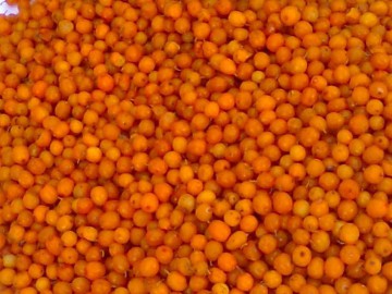 Обліпиха кг.